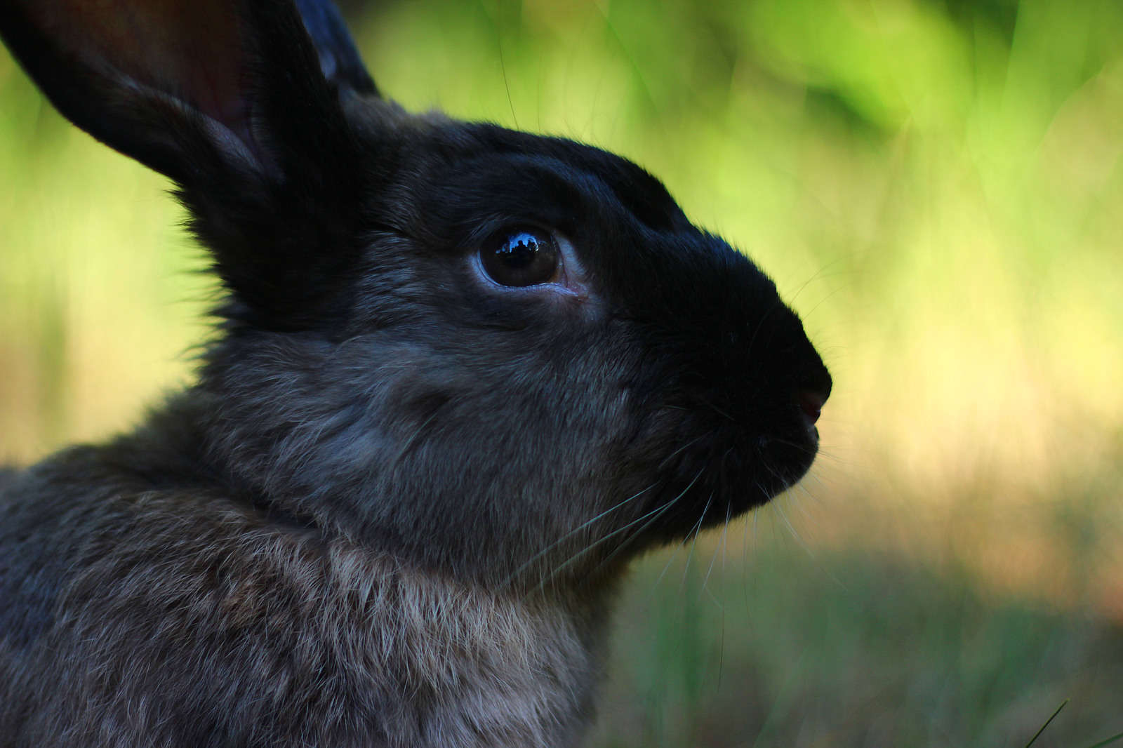 Патрик кроликов фото