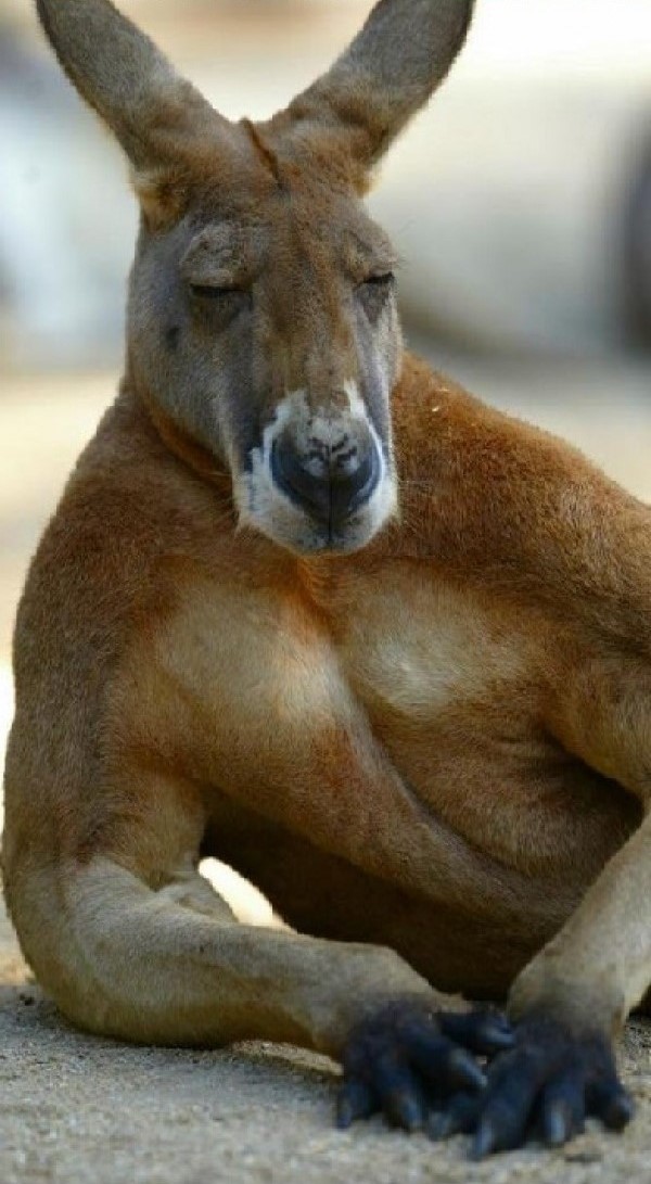 �������� ���� �������: ����.