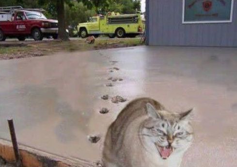 Кошка в бетоне доставка бетона березовский