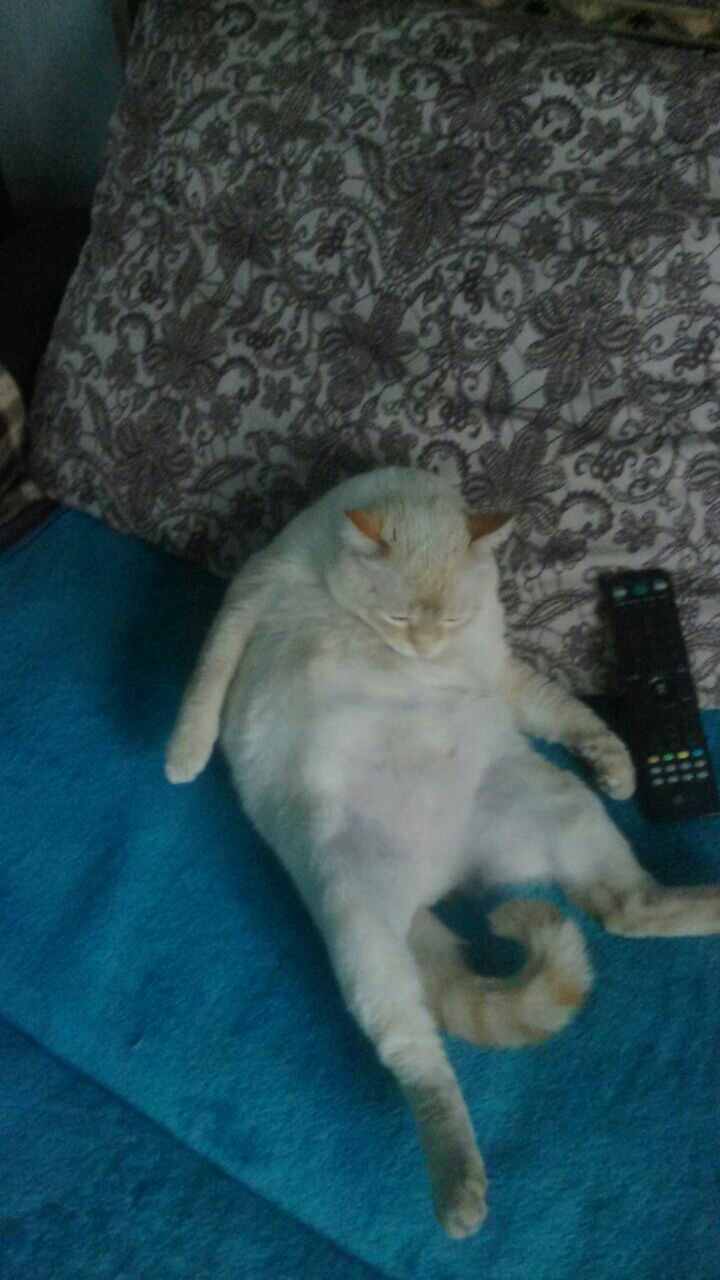 Самый Толстый Кот В Мире Фото