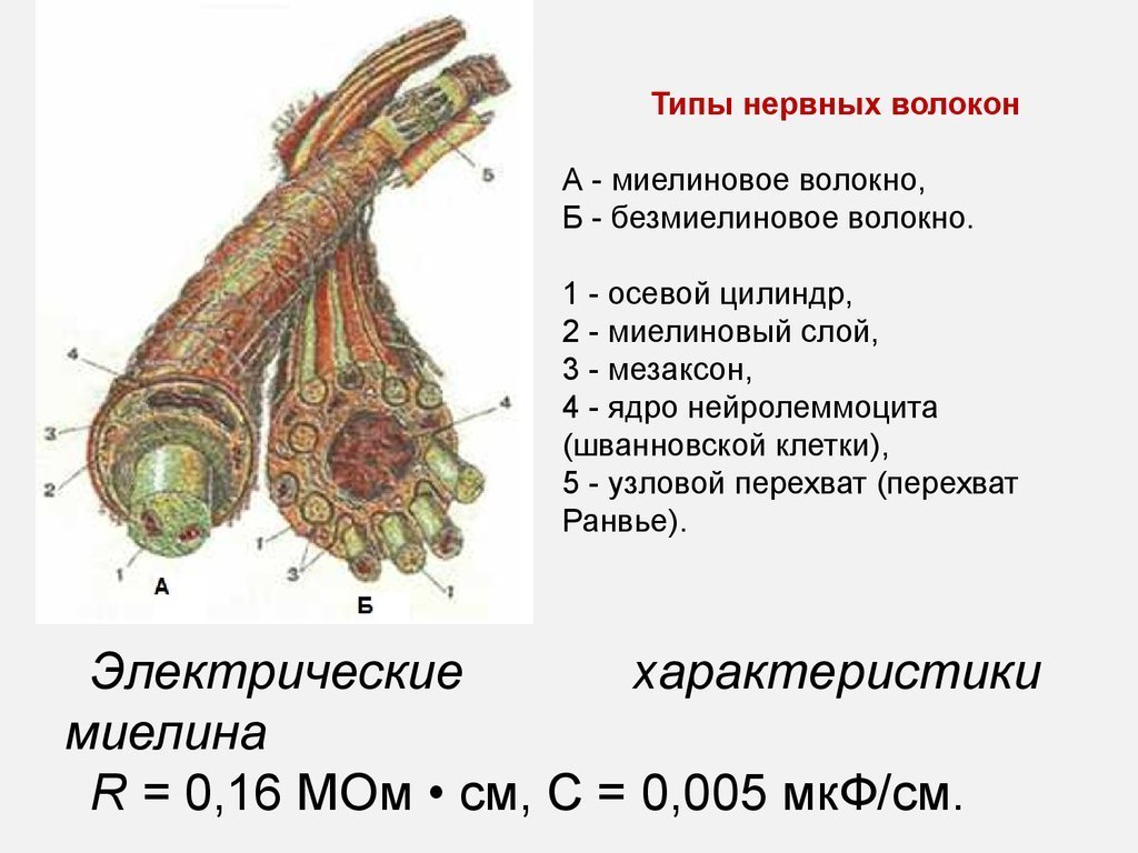 Что будет происходить с Вами во время смерти мозга? | Пикабу