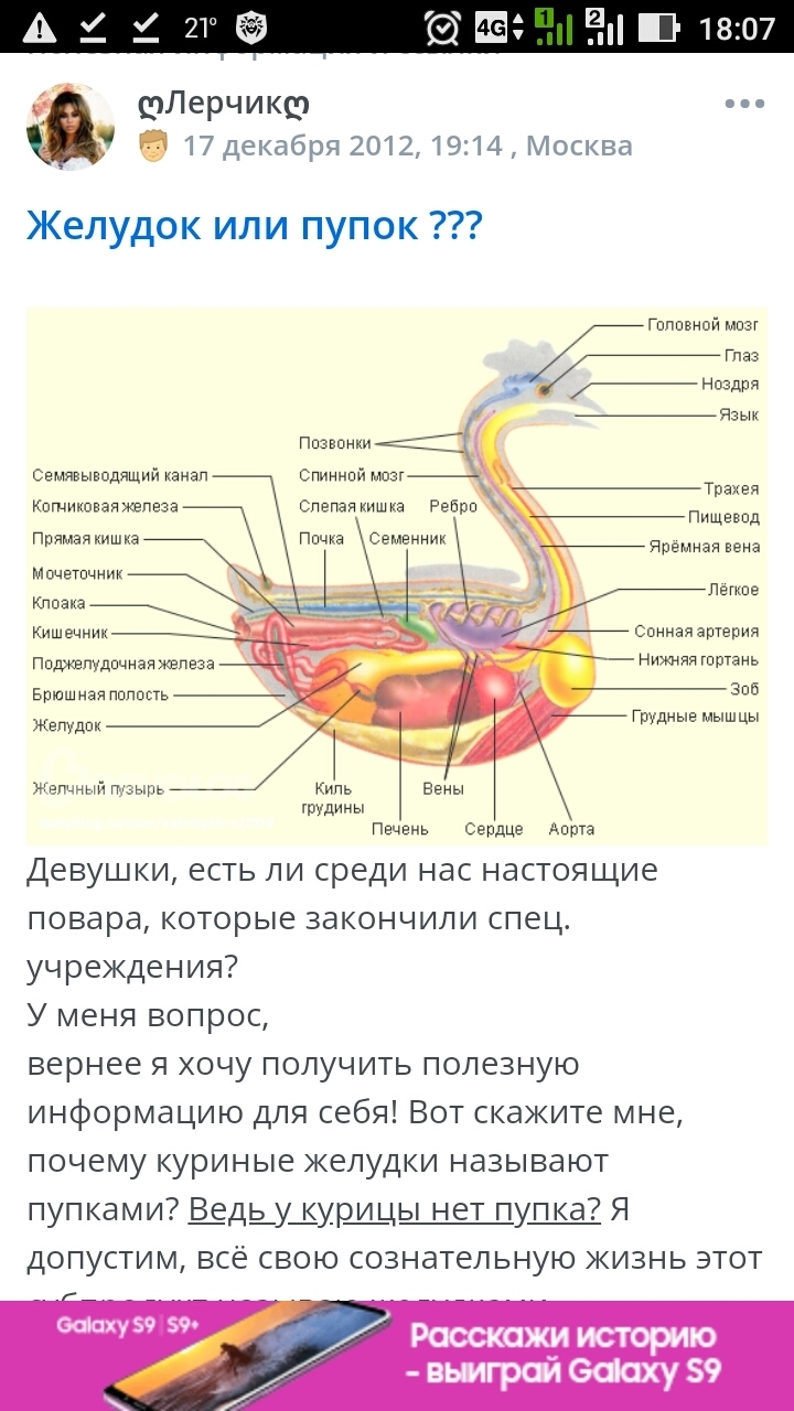 Желудок или пупок ??? | Пикабу