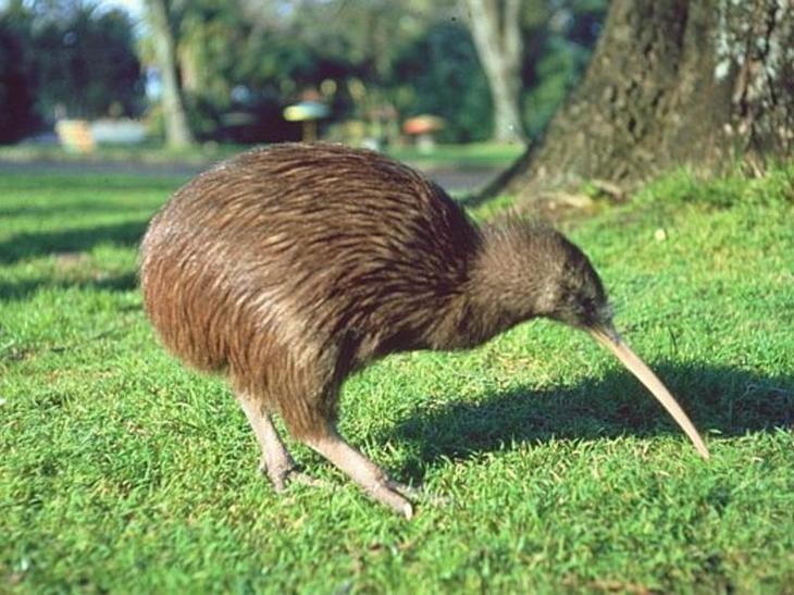 Пушка Гаусса Gauss Gun "COBRA" Пикабу