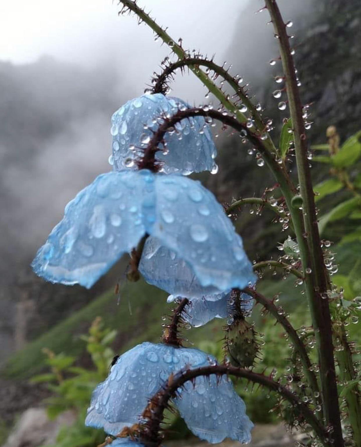 Гималайский голубой Мак под дождем