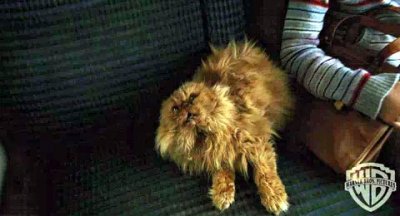 Кот гермионы