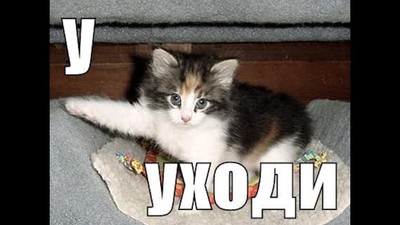 Эксперименты с волосами в домашних условиях