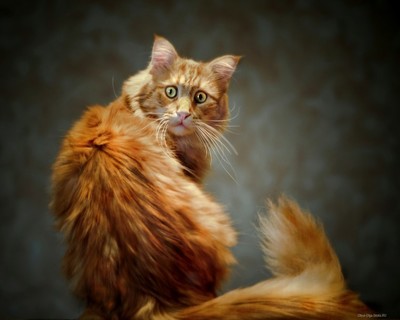 1523246623161475981 какой номер у домового