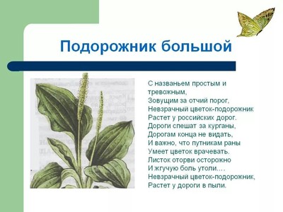 Подорожник Фото Окружающий Мир