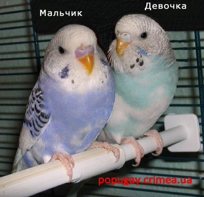 зачем вы тгавите мем. Смотреть фото зачем вы тгавите мем. Смотреть картинку зачем вы тгавите мем. Картинка про зачем вы тгавите мем. Фото зачем вы тгавите мем