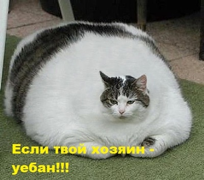 толстый кот день рождения. Смотреть фото толстый кот день рождения. Смотреть картинку толстый кот день рождения. Картинка про толстый кот день рождения. Фото толстый кот день рождения