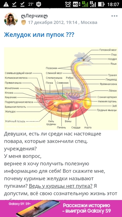 куриные пупки почему так называют