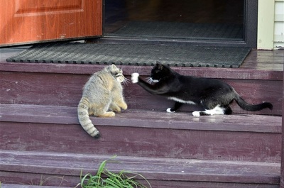 ����������� � �����������