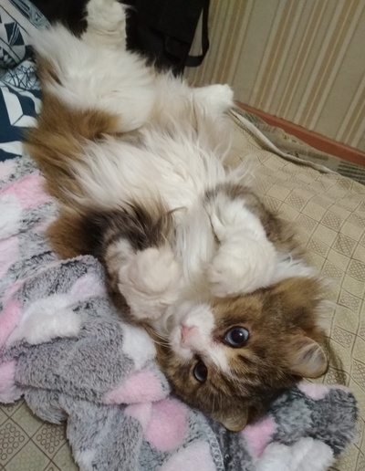 Иллюстрация к комментарию