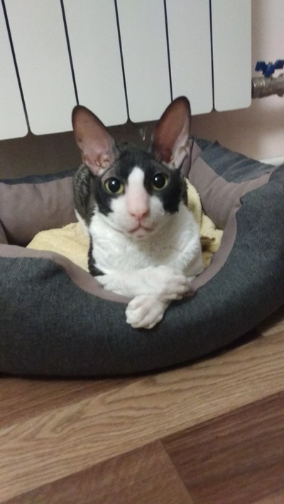 Иллюстрация к комментарию