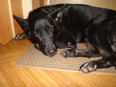 1556213355168655525 Как вымотать собаку на прогулке