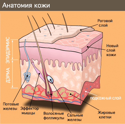 Пересадит кожу на лицо передвинет вправо левое яйцо thumbnail