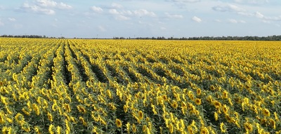 где в тамбове найти ромашковое поле