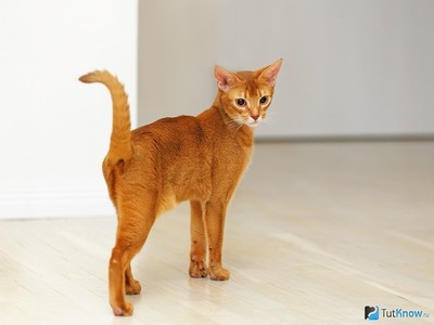 Можно ли коту есть лимон