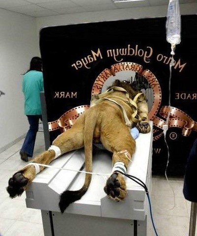 какое животное появляется в начальной заставке кинофильмов студии метро голдвин мейер