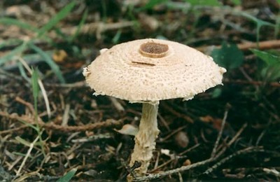 Можно ли есть сырые маслята