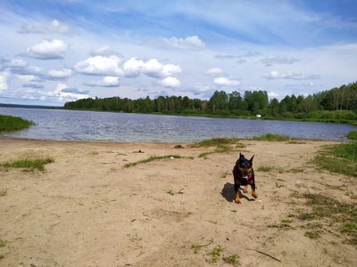 пинчер отношения с кошками. Смотреть фото пинчер отношения с кошками. Смотреть картинку пинчер отношения с кошками. Картинка про пинчер отношения с кошками. Фото пинчер отношения с кошками пинчер отношения с кошками. Смотреть фото пинчер отношения с кошками. Смотреть картинку пинчер отношения с кошками. Картинка про пинчер отношения с кошками. Фото пинчер отношения с кошками