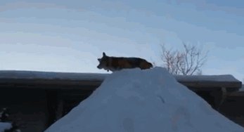 Коржик резвится на горке.