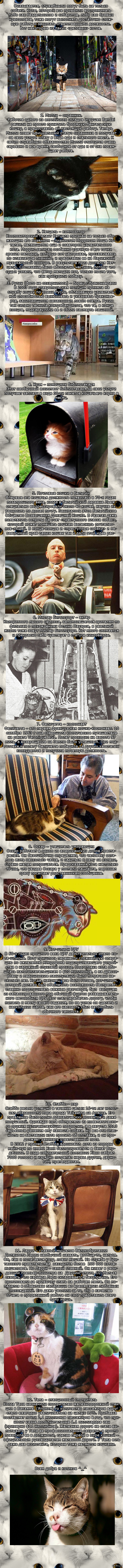 Служебные коты