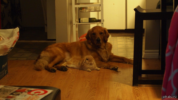 ���� �������� ������ "��� ���� �������?", �� ��� ������ �� � ��� ����� ������ � �������.