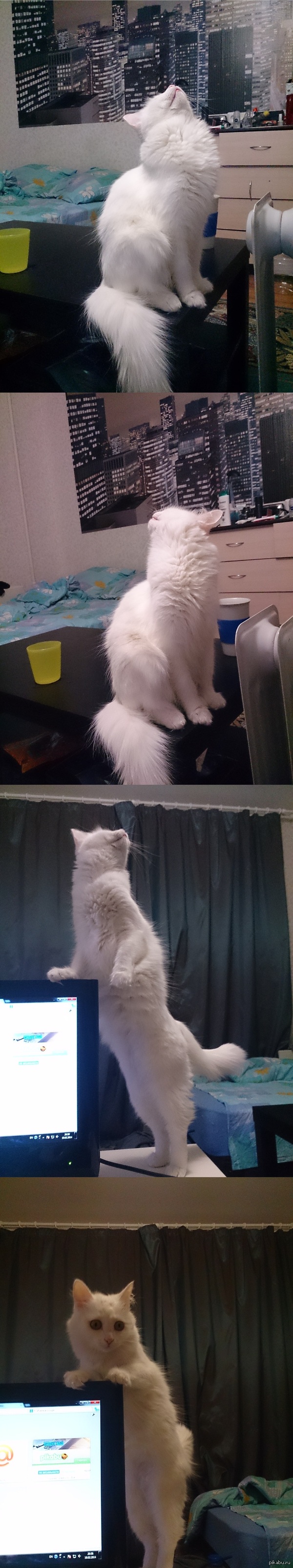 Моя кошка сломалась =(