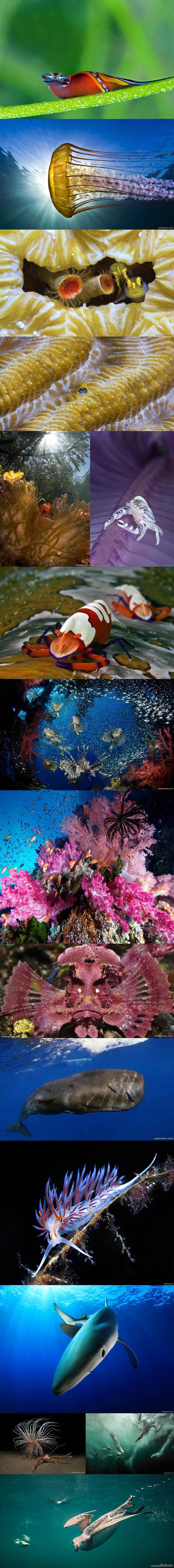 Красивые фотографии подводного мира