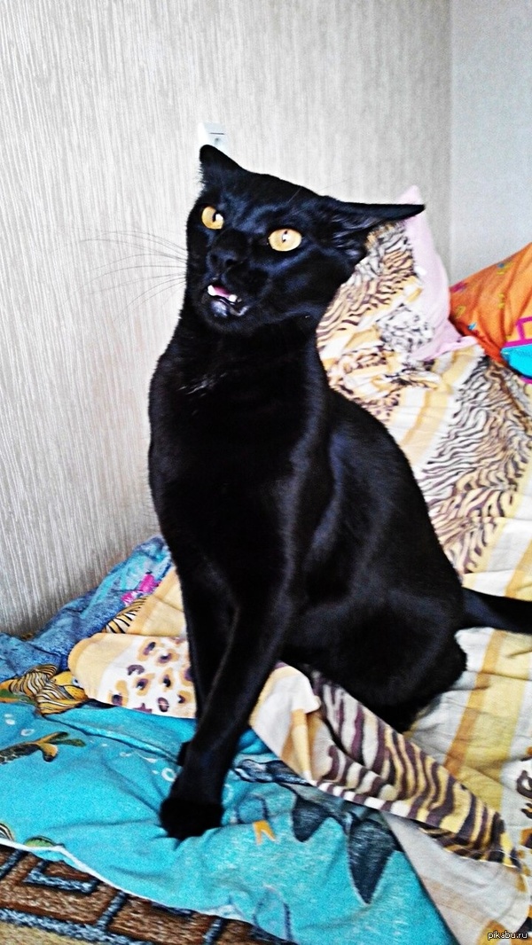 ����� ������������