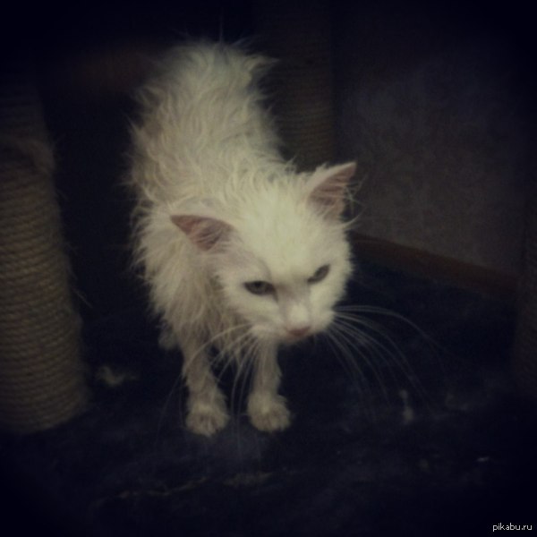 ������ ����.