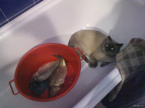 ��� �������� ����