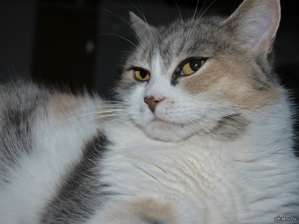 ��� ����� :3