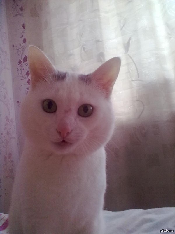 Просто котэ моей подруги