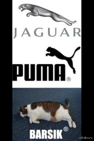 Ну он же котяня:3