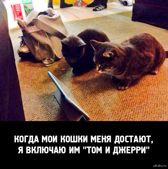 Достал прикол. Пятничный котик. Включи мне кошек. Кот на свободе.