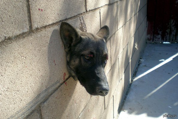 �������. ������ � �����. �����.