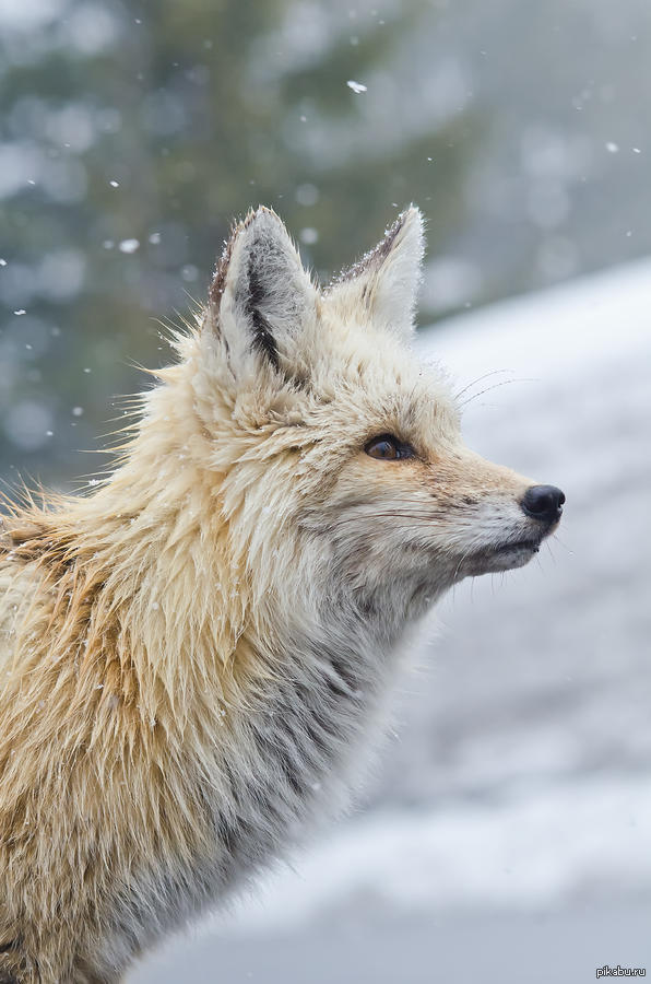 Fox прямой. Платиновая лисица. Лиса Эстетика. Великолепная лиса. Лиса платина животное.