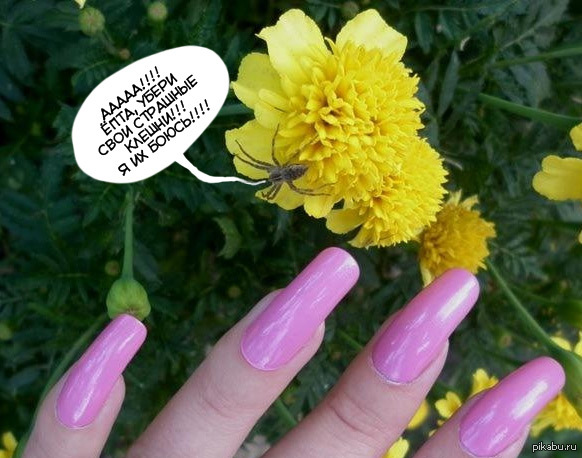 claws - Spider, Manicure, Flowers