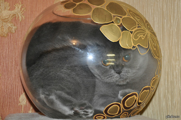 Она там любит спать :3