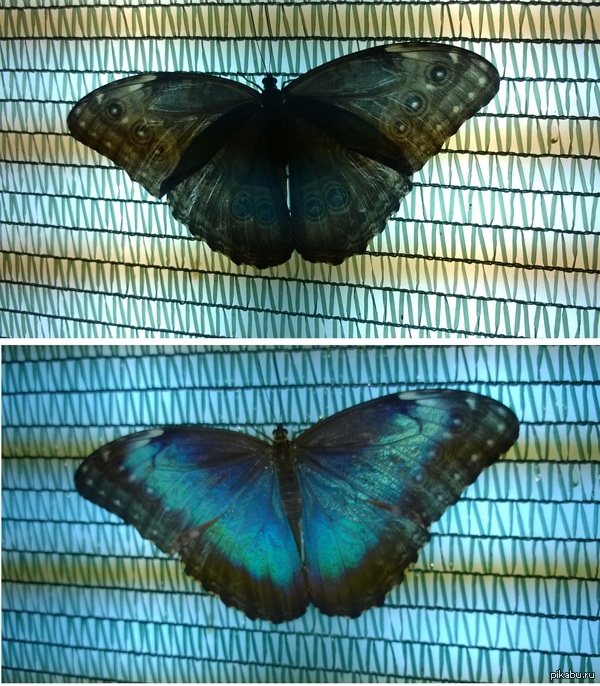 This is the butterfly - My, Butterfly, Animals, Exotic animals