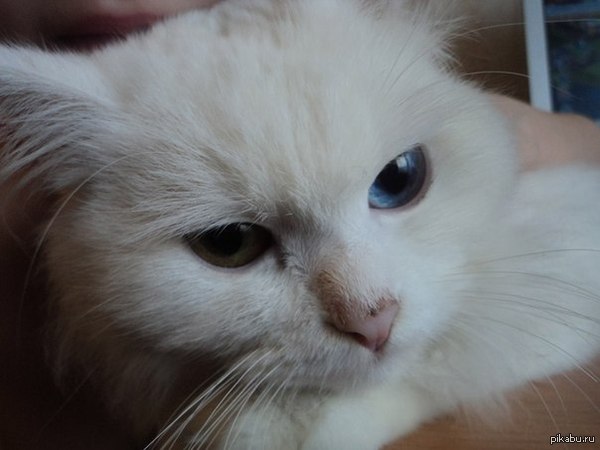 ��� ������