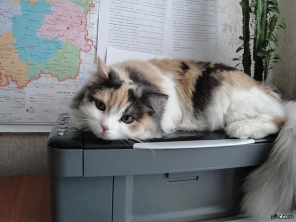 Просто моя кошка.