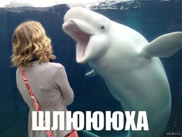 Белуха - друг медведя