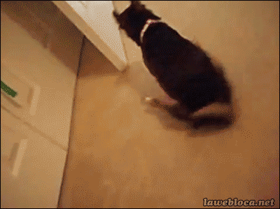 Почему дрыгают ногой. Кот ерзает попой по полу. Кот вытирает задницу об ковер. Кот катается по полу гифка.