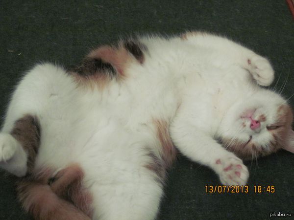 Разбавитель полит.конфликта :)