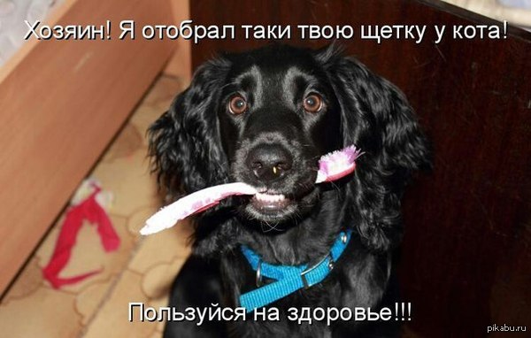 Плохой кот