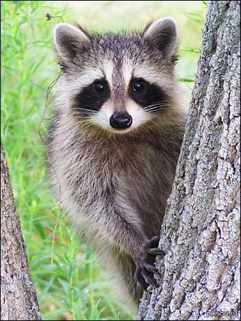 Все кто не спит, добра вам и енота :3