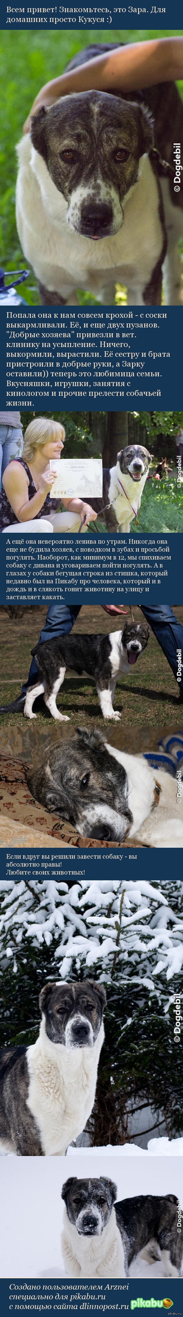 Собаки пост | Пикабу